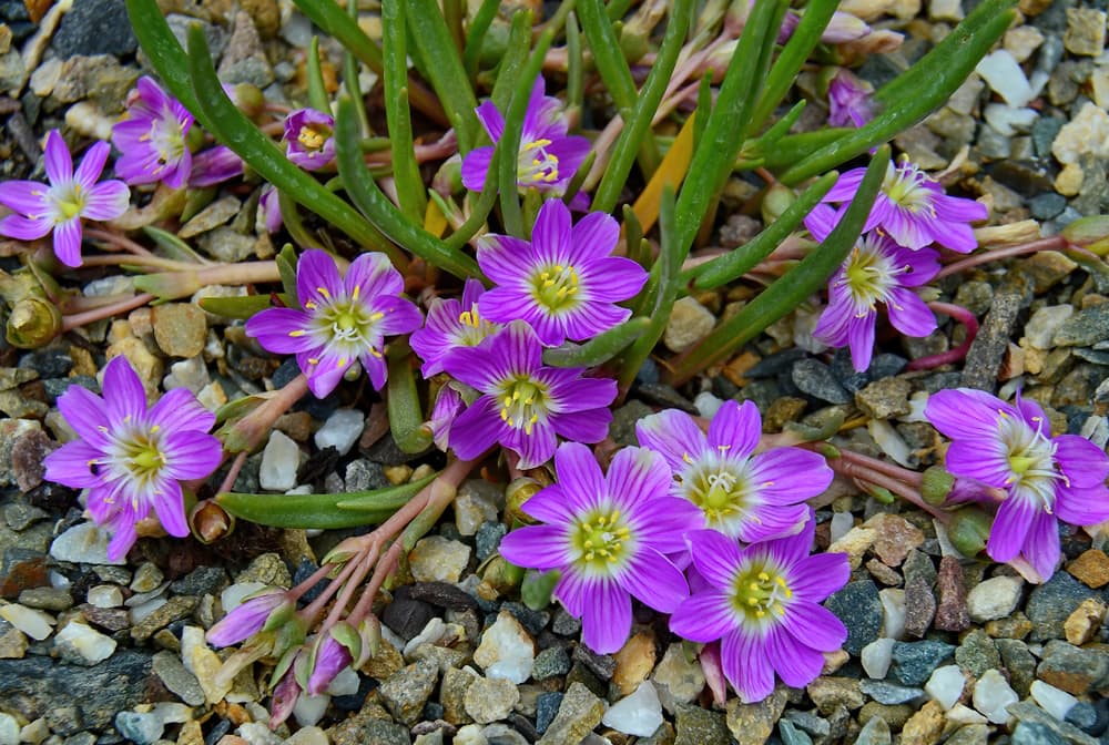 low growing lewisia pygmaea with purple, white and yellow star-shaped flowers