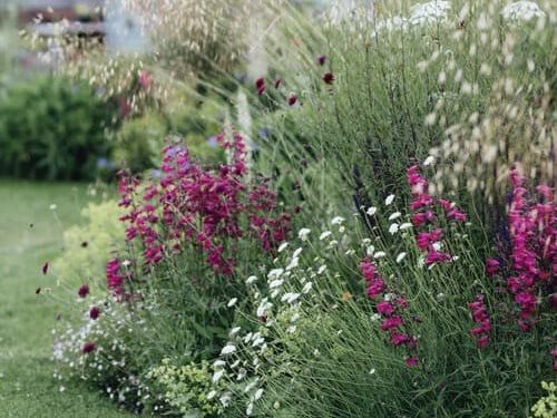 white and purple flowers in a messy garden border next to a mowed lawn