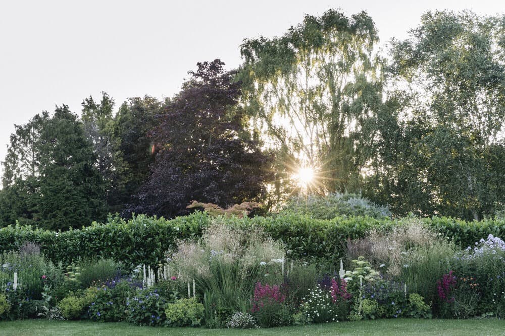 sun peeking through the trees in Clare Foster's garden in the countryside
