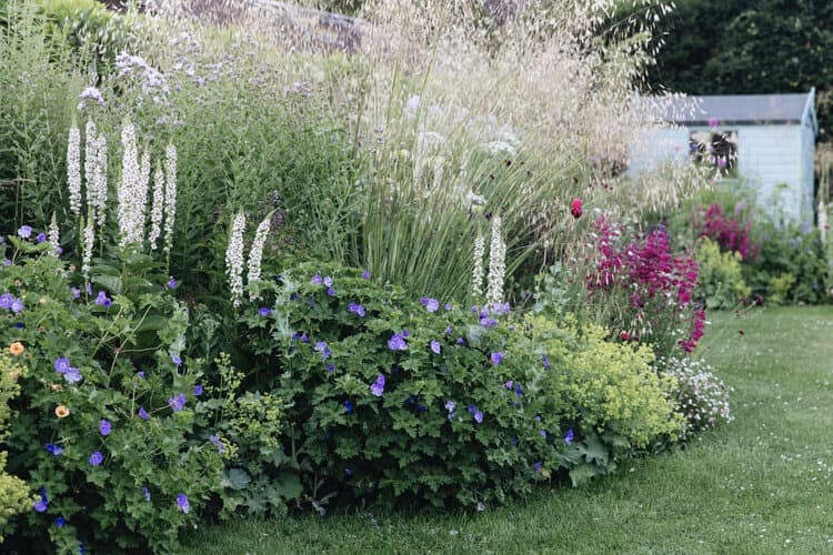 Clare Foster's garden borders which are full of pampas grass and purple hardy geraniums