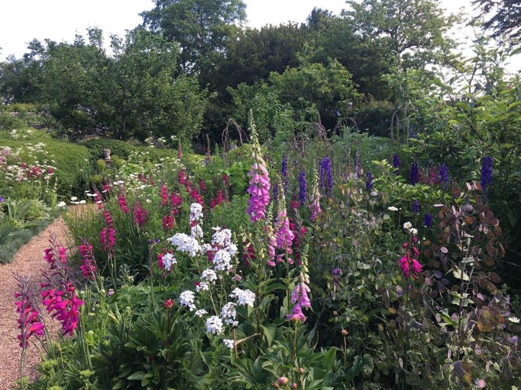 foxgloves in shades of purple and pink growing in a herbaceous border with other flowering plants