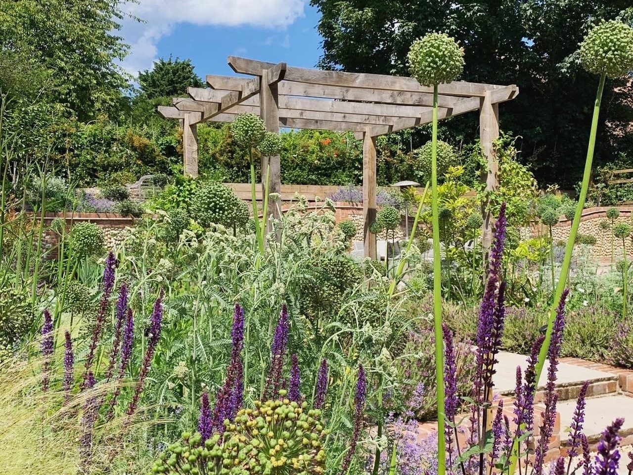 a garden with a large wooden pergola at the centre and shrubs and purple flowering plants growing around the borders