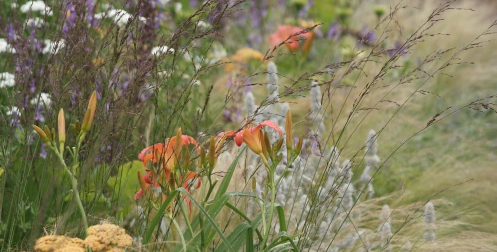 orange, white and purple flowers in a border from Amanda's garden at Hampton Court