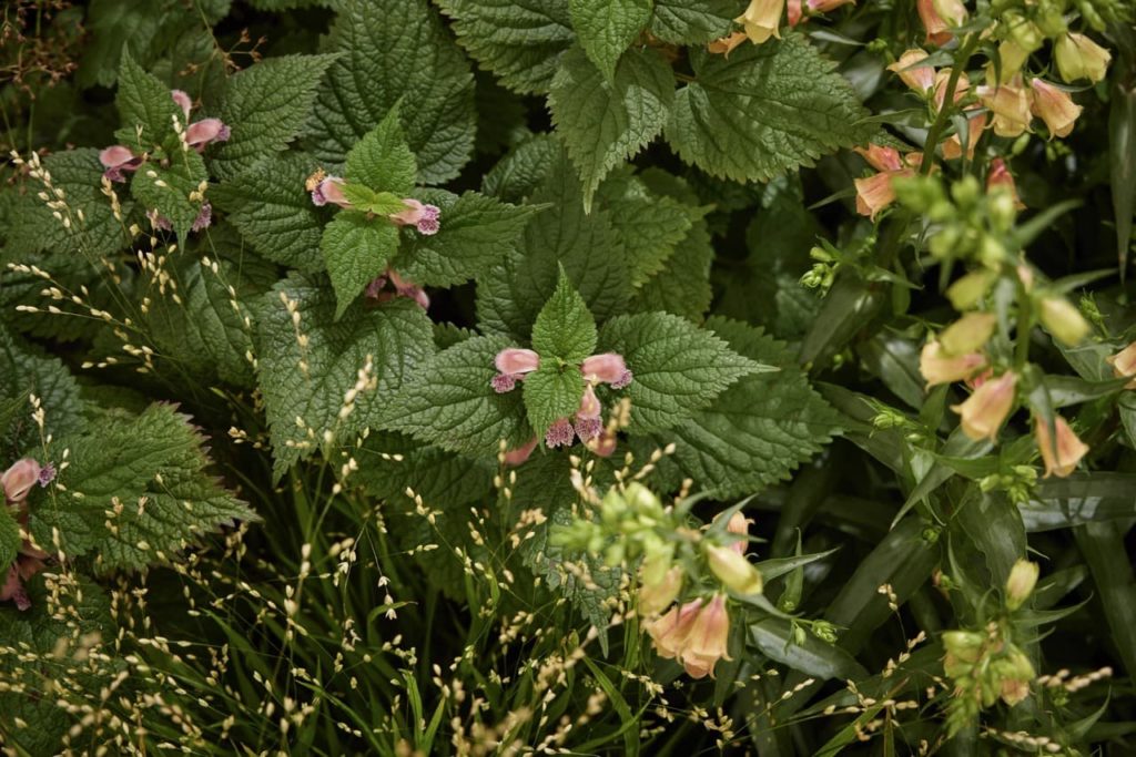 serrated green triangular leaves on a low growing shrub with pink flowers