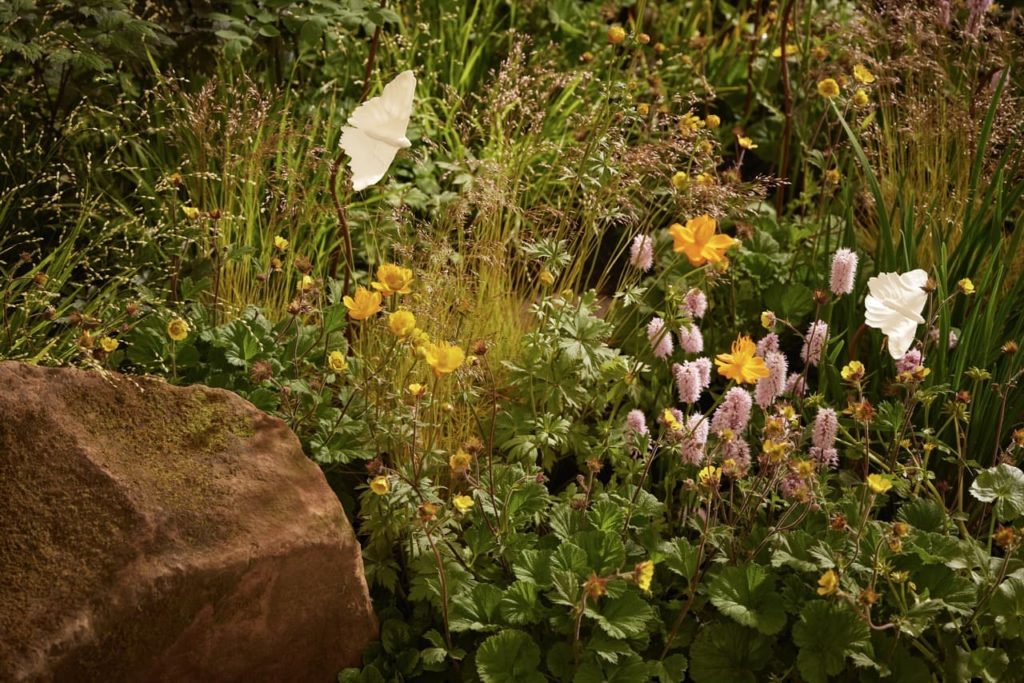 white, yellow and pink flowers growing in a rocky garden border