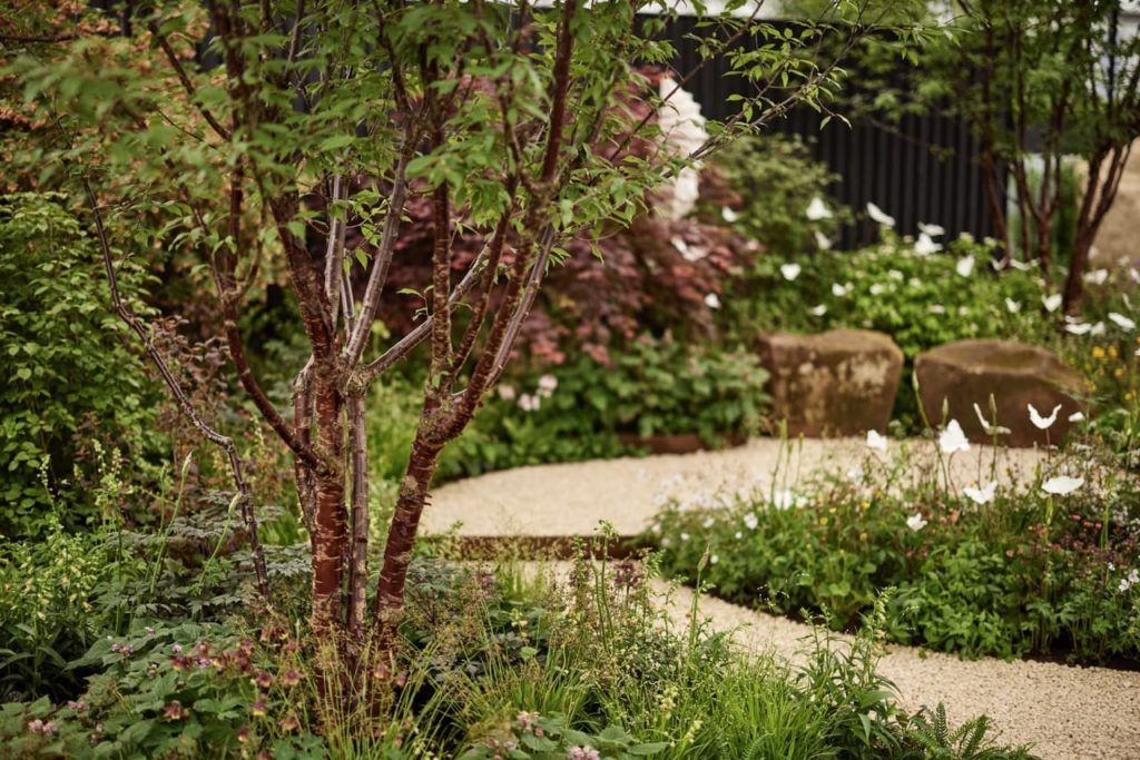 a small tree growing amongst shrubs in a garden bordering a gravel path