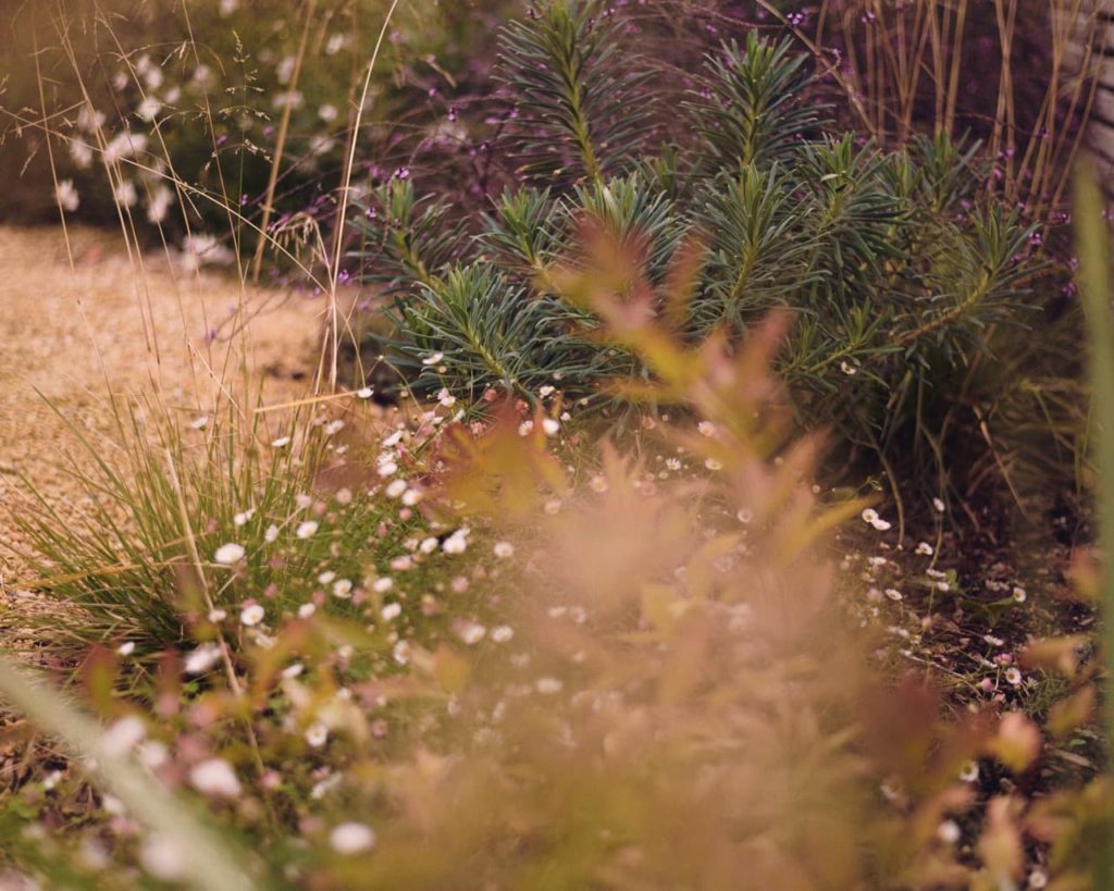 golden planting design by Dan Bristow photographed in the autumn