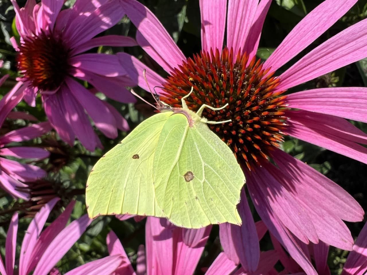 a beautiful pink coneflower with a green butterfly resting at its centre