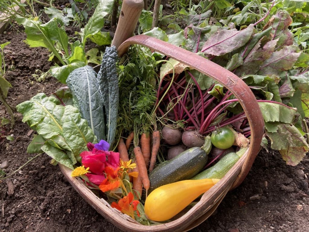harvested squashes, beetroots, carrots and other vegetables from Sonya's garden