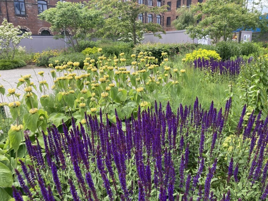 purple flowering salvias and other border plants in The Hepworth Garden run by Sonya