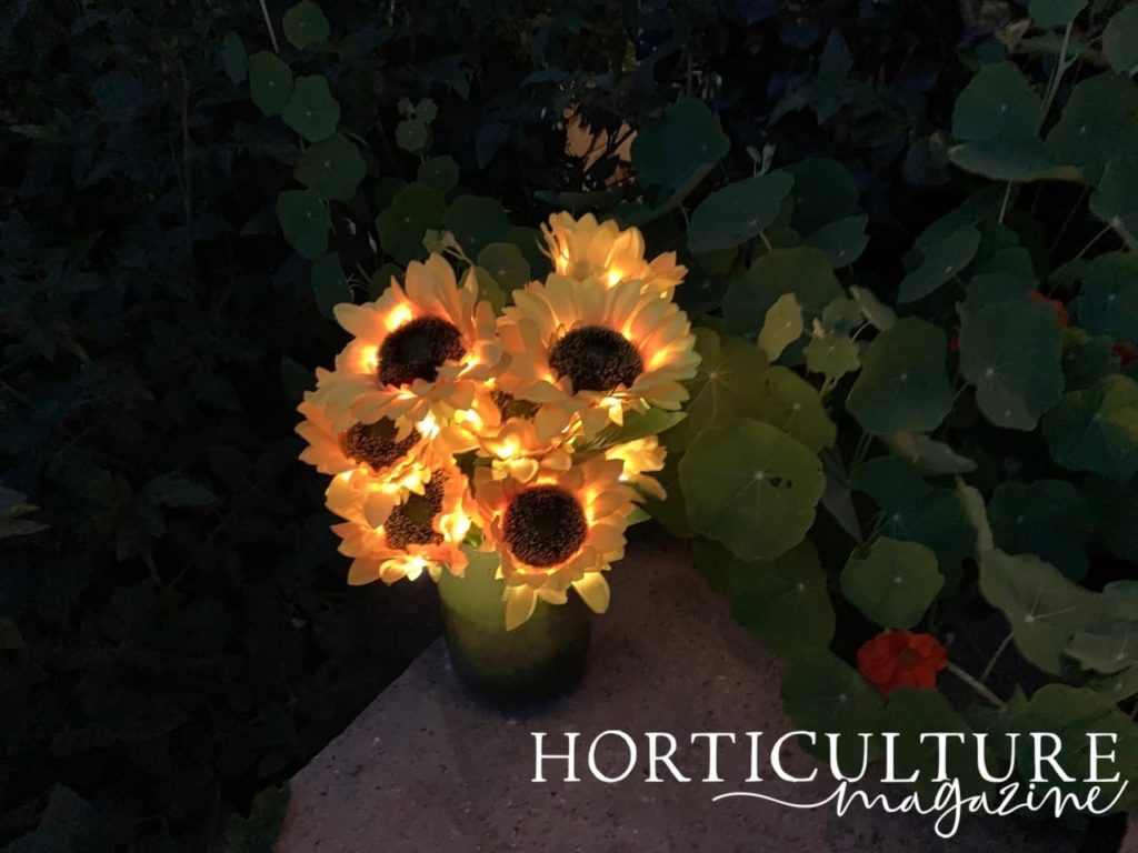 lights illuminating from some sunflowers in a vase in the garden at night