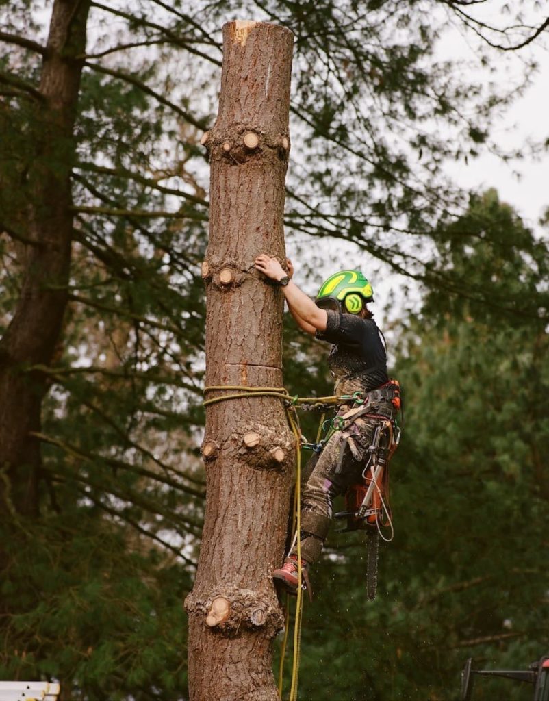 Cecily Withall climbing up a tall tree at Kew Botanic Gardens