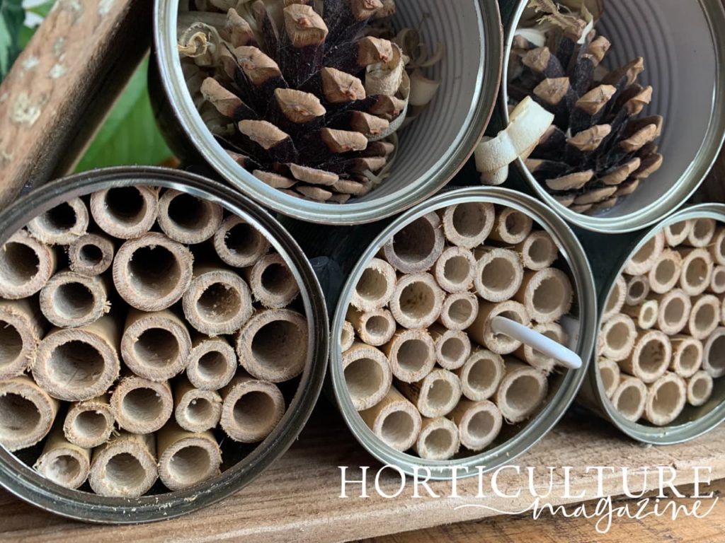 closeup of pinecones and hollow bamboo shown inside metal tins