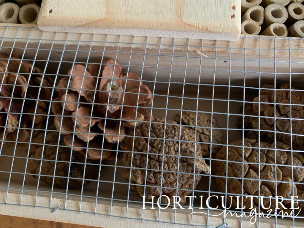 closeup of pinecones trapped by a wire gate