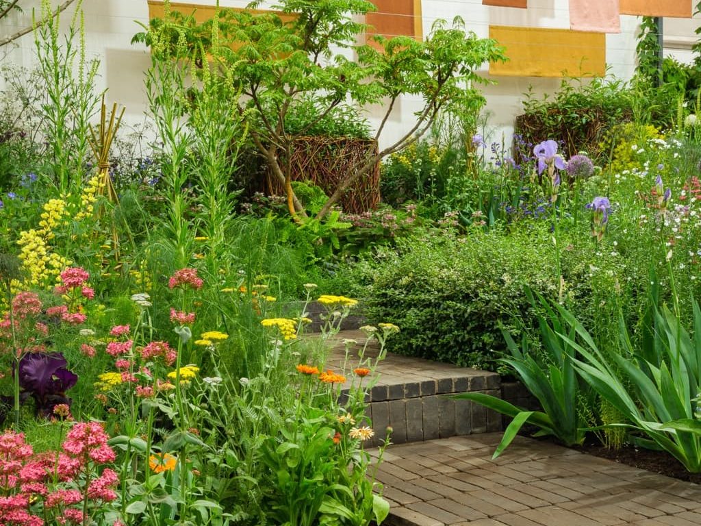 wildflowers with purple, yellow, pink and orange flowers growing in filled borders in Lottie's RHS Chelsea garden