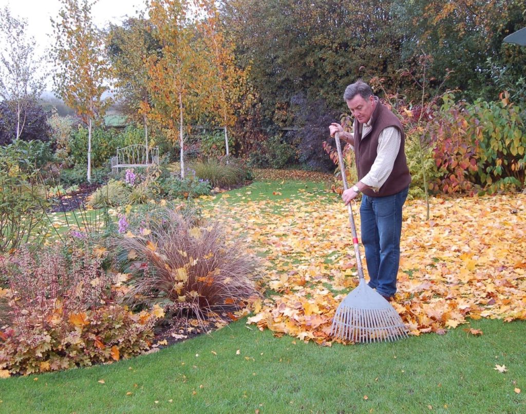 Martin sweeping up fallen leaves from a lawn with a large rake