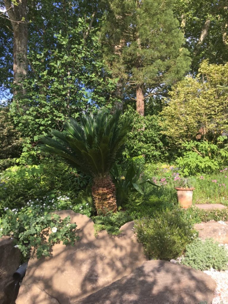 rocky patio and a short-growing palm growing in a foliage-heavy border