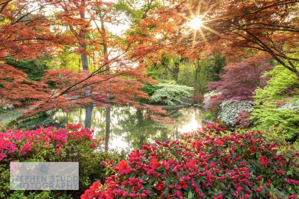orange-leaved trees and pink flowering shrubs growing around a pond in a woodland area