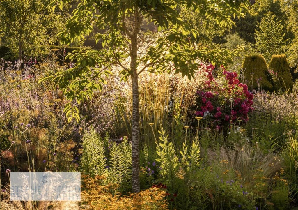 a flowering garden with verbena, azalea and other green plants captured by Stephen Studd