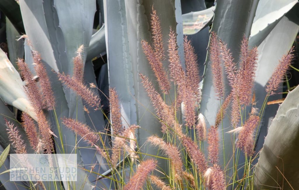 pink grasses with a succulent in the background