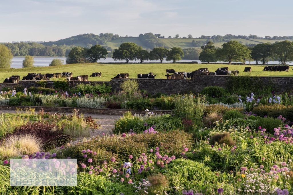 cows in the background of a shot taken of the rolling hills and a flowering garden