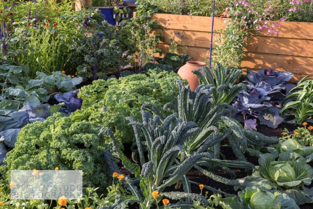 vegetable patch with kale and cabbages captured by Stephen Studd