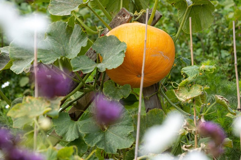 a pumpkin plant with a bright orange fruit