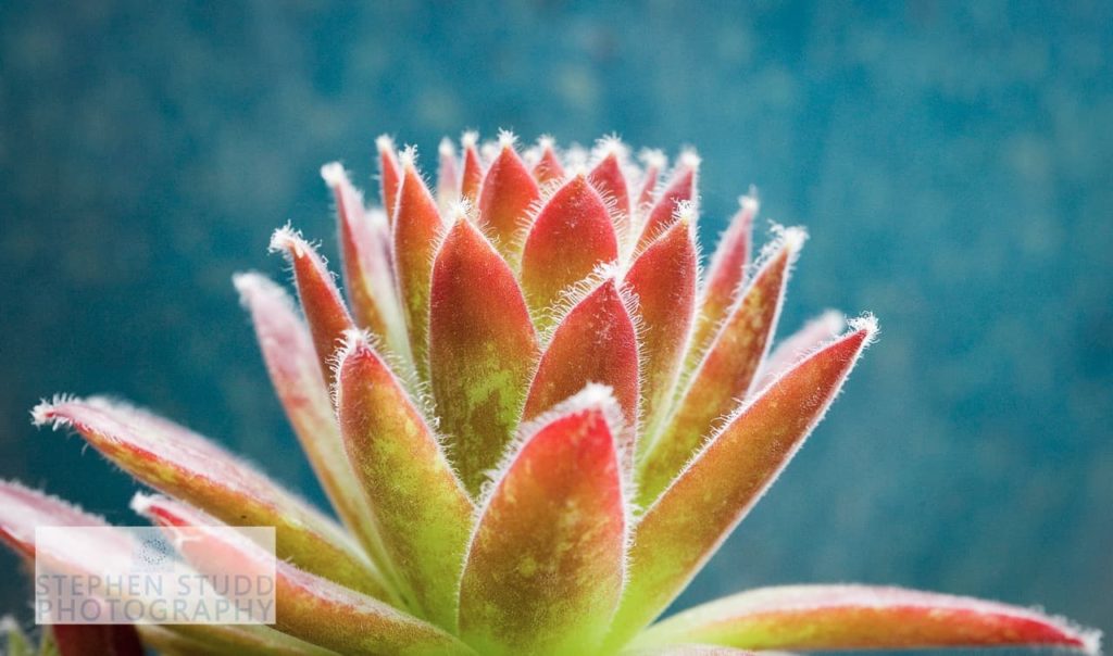 a sempervivum photographed close up to reveal its furry red and green stems 