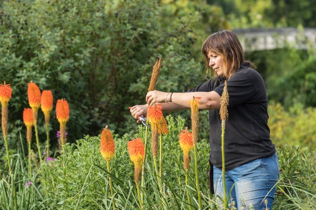 Claire deadheading flaming torch flowers at Hestercombe