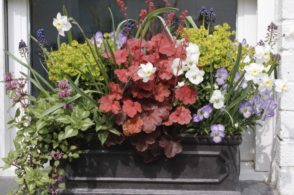 heuchera, coleus, daffodils, muscari and more growing in a planter on a windowsill