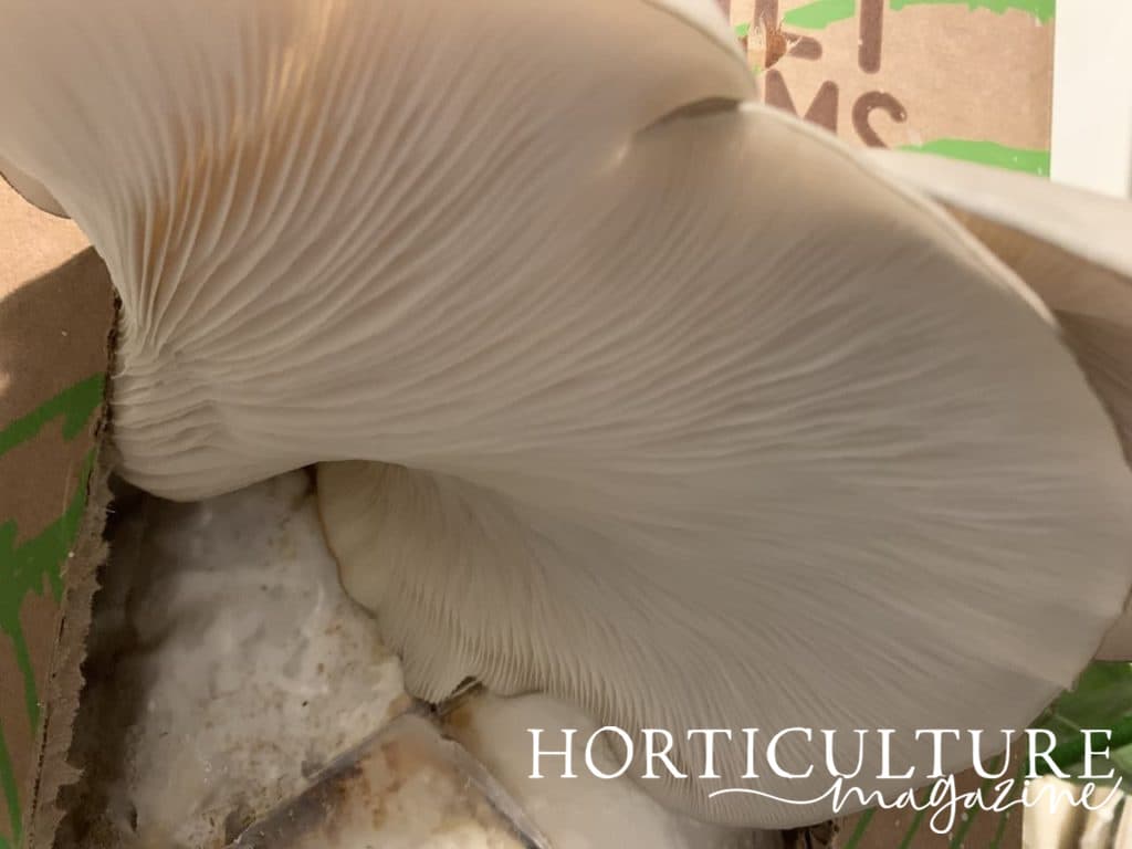 the underside of an oyster mushroom I grew in the GroCycle mushroom grow kit