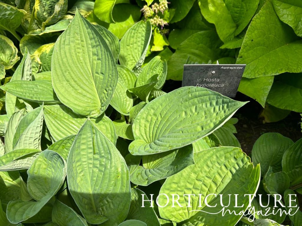 white-backed hosta with heart-shaped green leaves