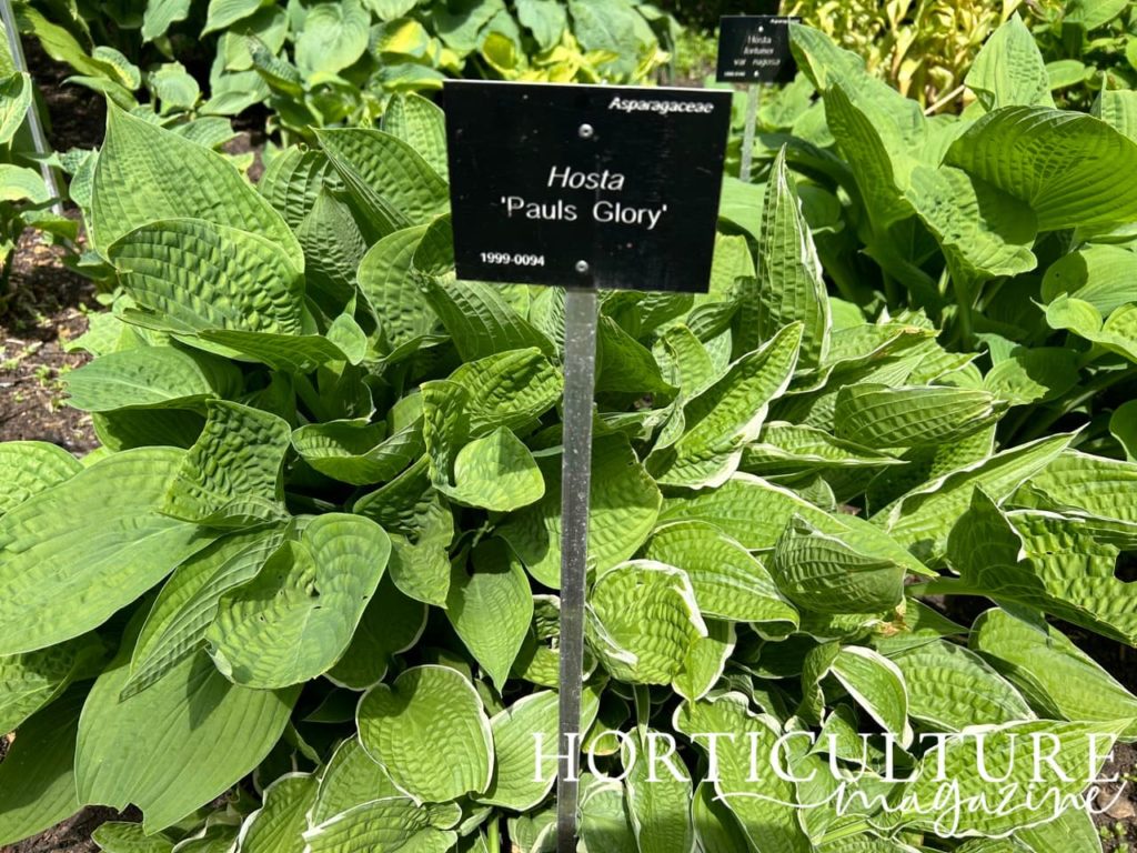 green leaves edged with white from the plantain lily 'Paul's glory'