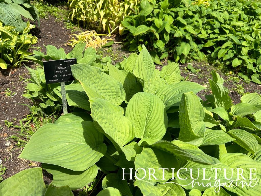 giant blue hosta with green lanceolate leaves