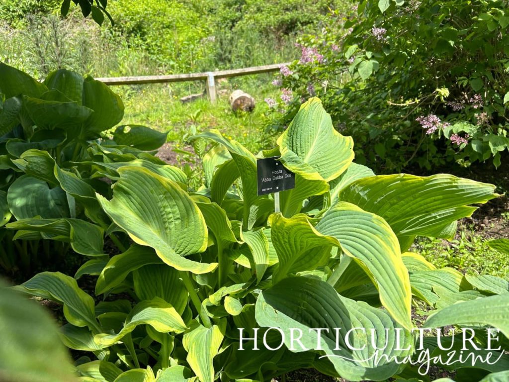 the hosta variety 'Abba Dabba Do' growing from the ground with yellow variegation on the green leaves