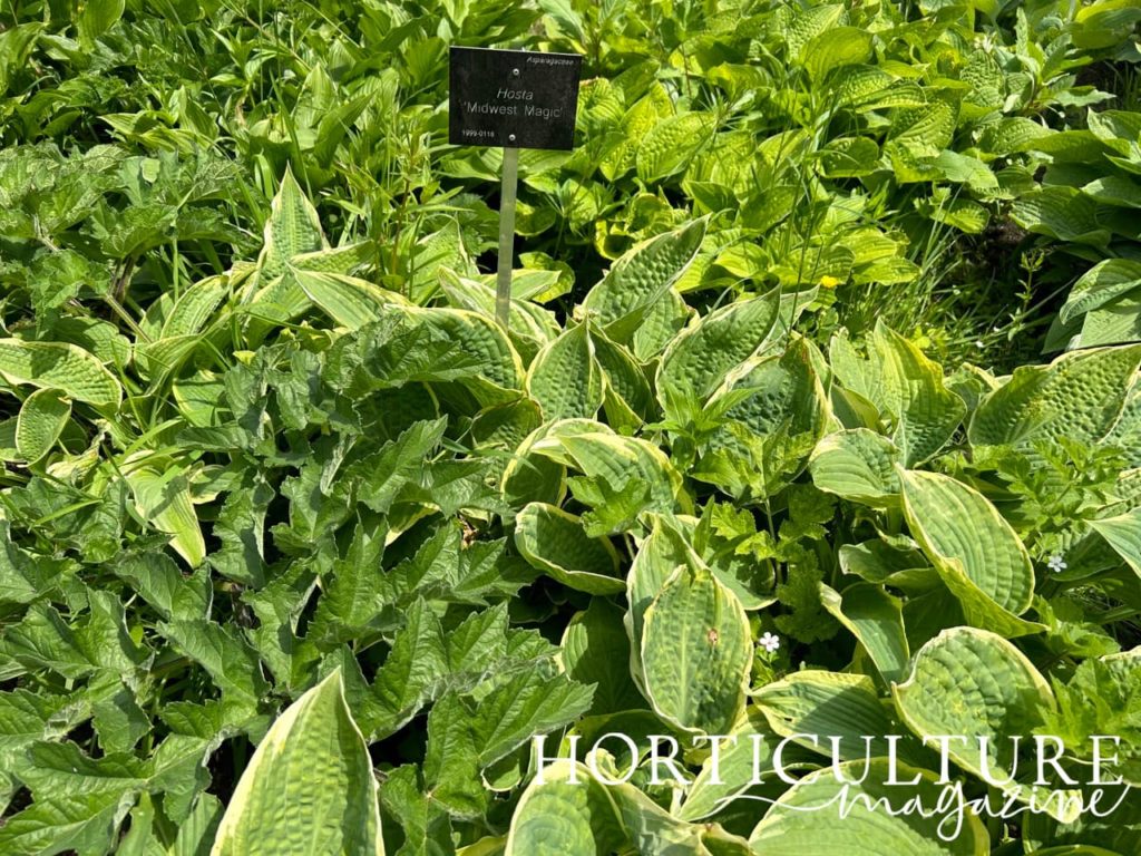 the lanceolate leaves of plantain lily 'Midwest Magic' growing in a bed of hostas