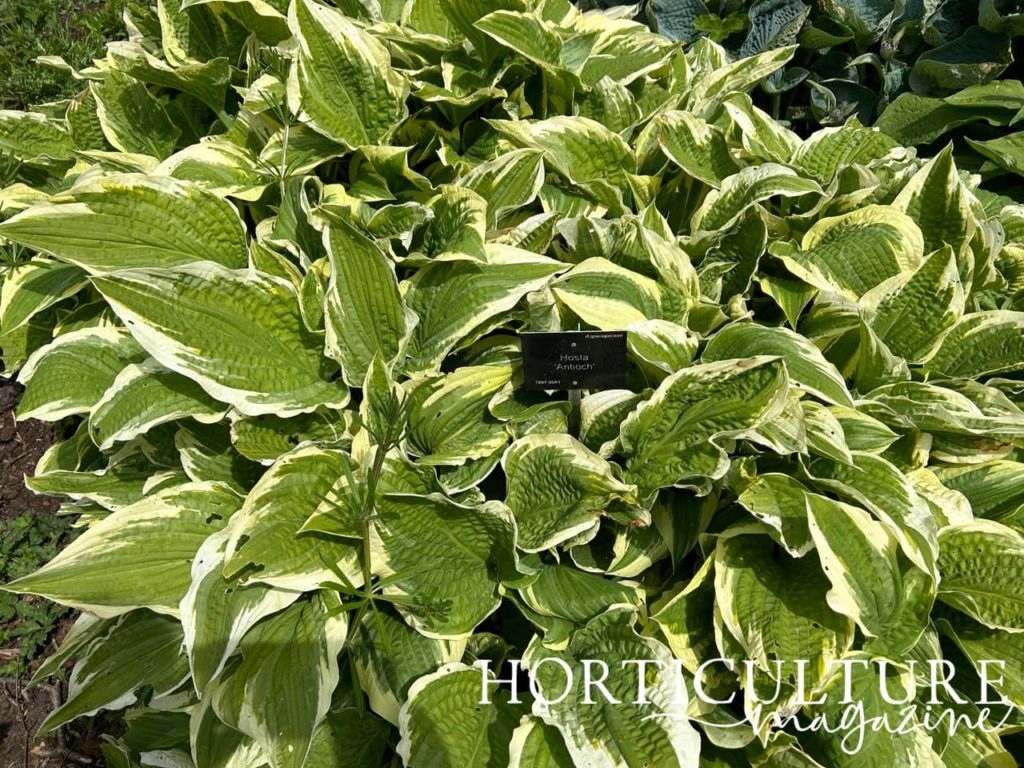 H. 'Antioch' with a large spread with variegated white and green leaves