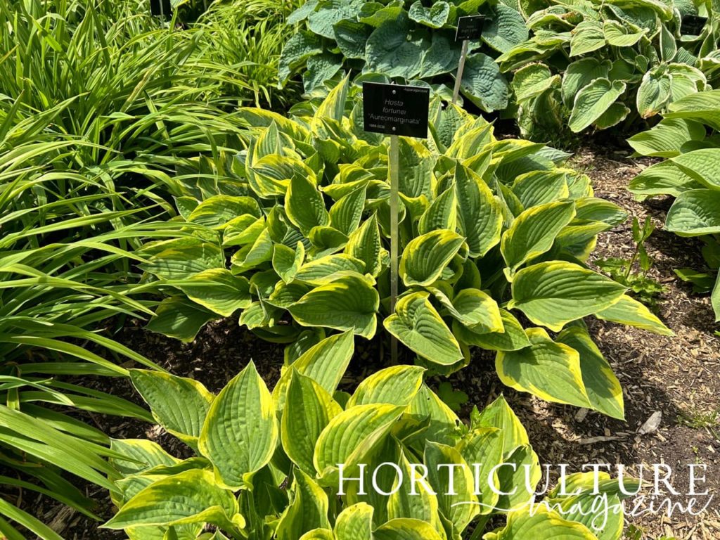 the gold-edged plantain lily with green leaves that are edged in yellow growing next to other hosta varieties