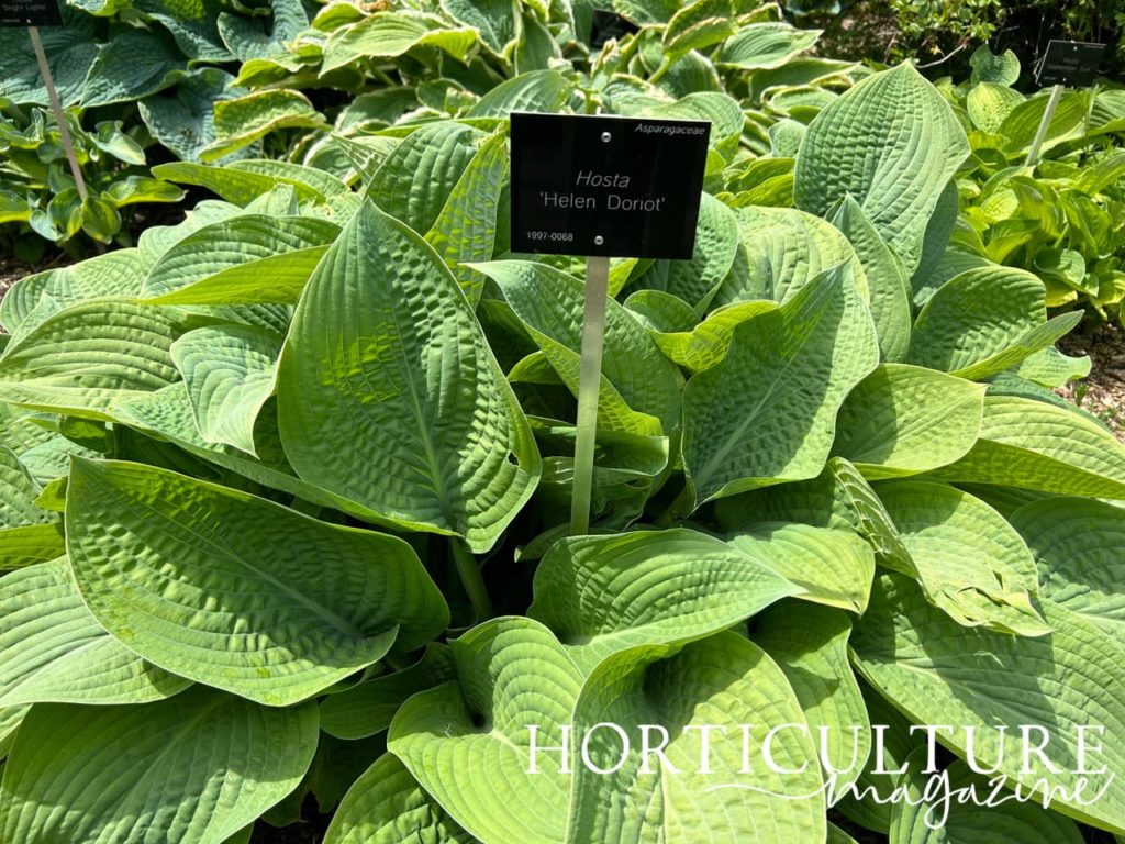 green ribbed leaves of a hosta 'Helen Doriot' plant growing in a hosta bed