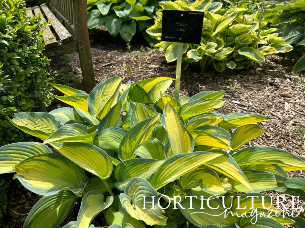 Hosta 'June' with yellow and green variegated leaves growing from mulched ground