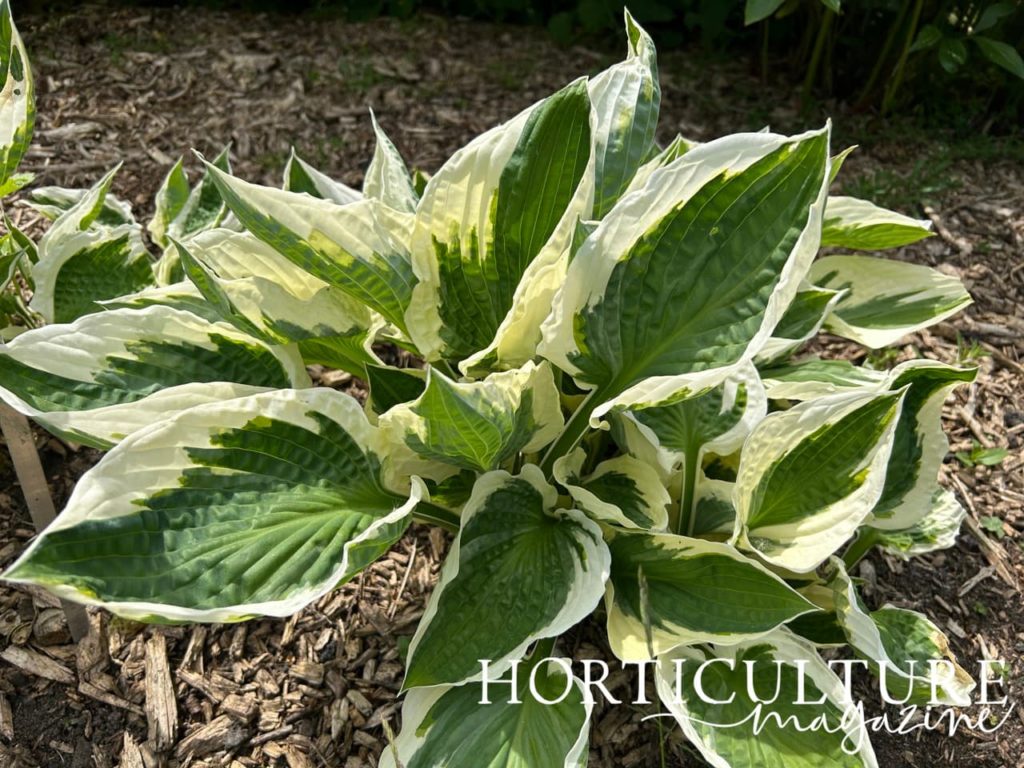 Hosta 'Patriot' with green leaves edged in cream