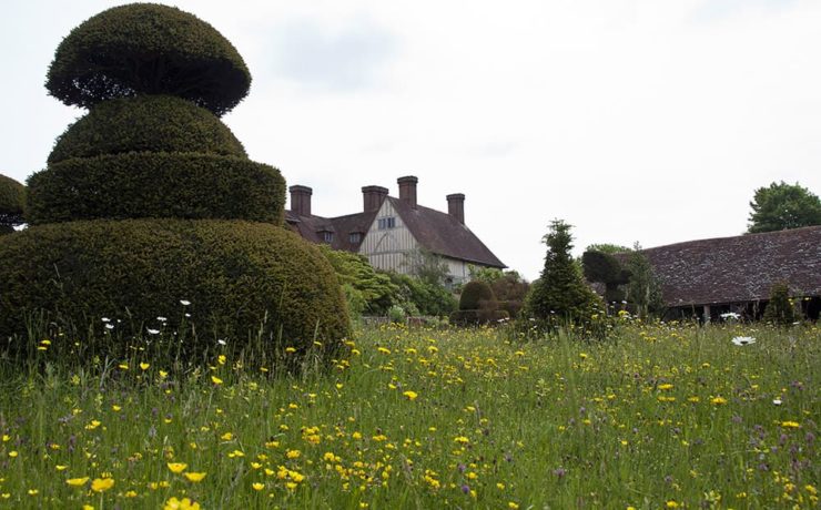 yellow weeds growing amongst the grass lawn in front of the house at Great Dixter