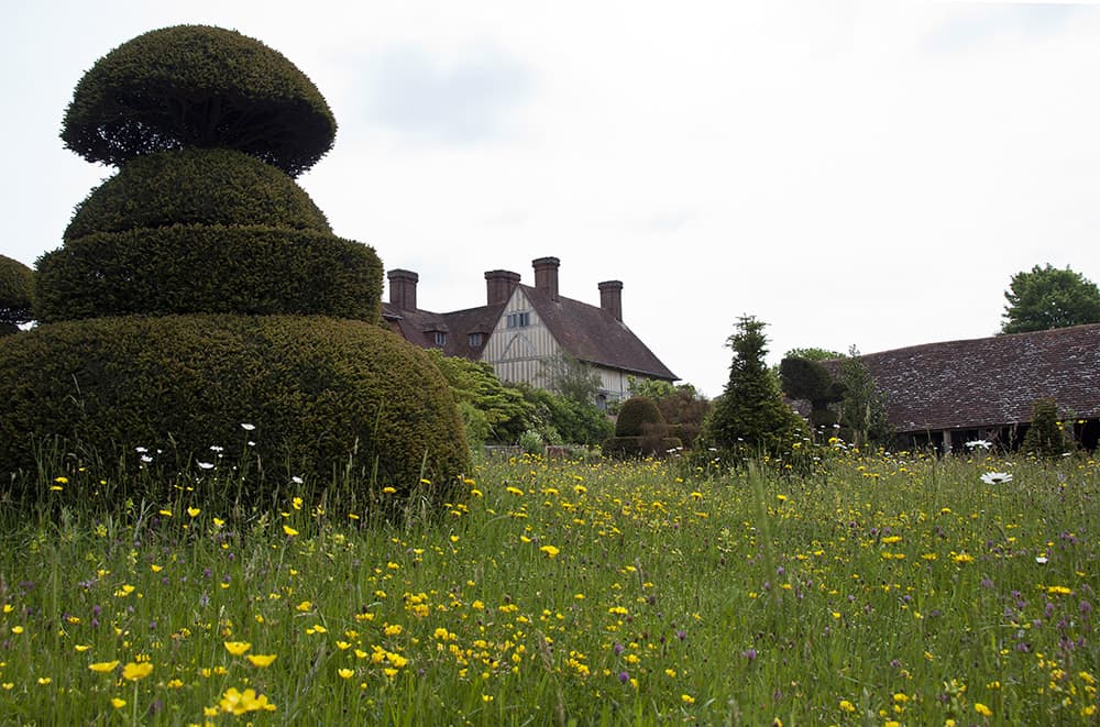 yellow weeds growing amongst the grass lawn in front of the house at Great Dixter