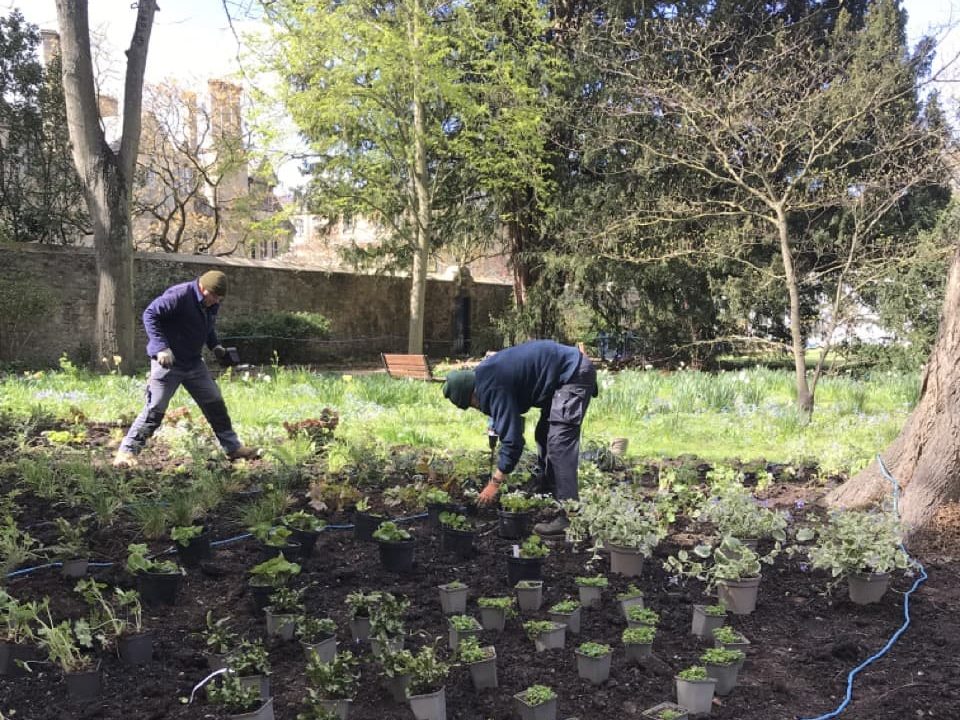 Kate and another gardener planting out potted plants at Trinity College