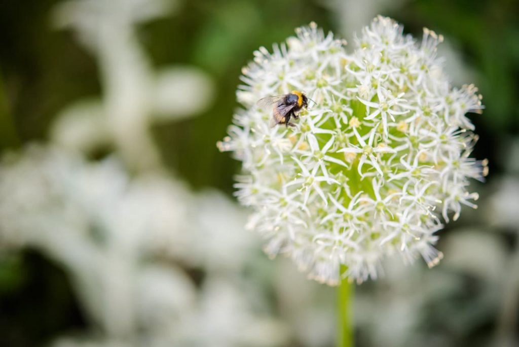 close-up shot of a bee on a white flowering allium