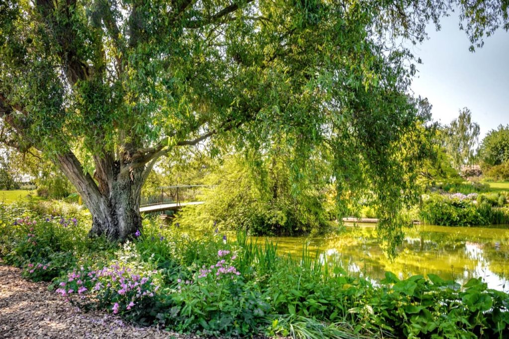 a beautiful pond surrounded by green shrubs and pink flowers captured by Marina Walker