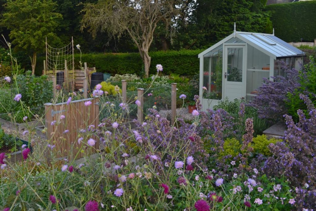 cottage garden with purple flowering plants and a pale blue-painted shed