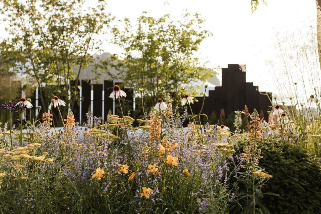 coneflowers, wallflowers and achillea growing in a border designed by Rob Hardy
