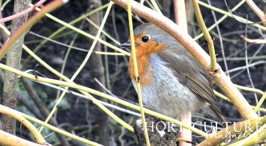 a robin hiding amongst some Cornus branches that are yellowy-orange in colour