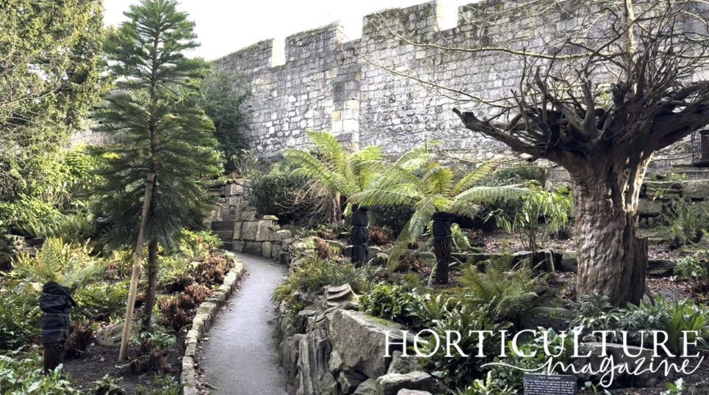 a selection of ferns and conifers in the fern garden